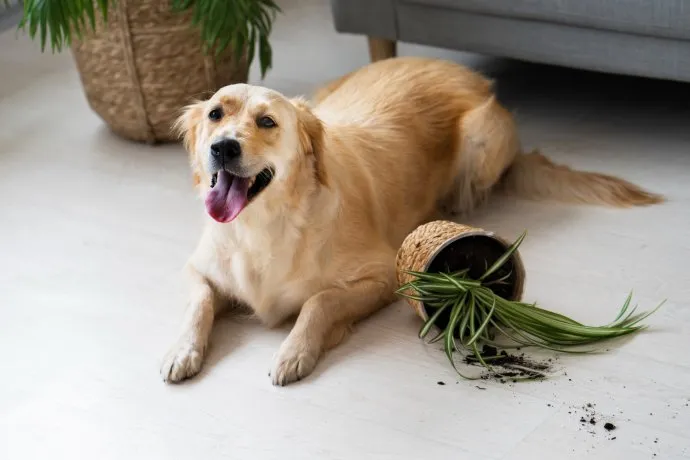 perro-lindo-alto-angulo-planta-macetajpg
