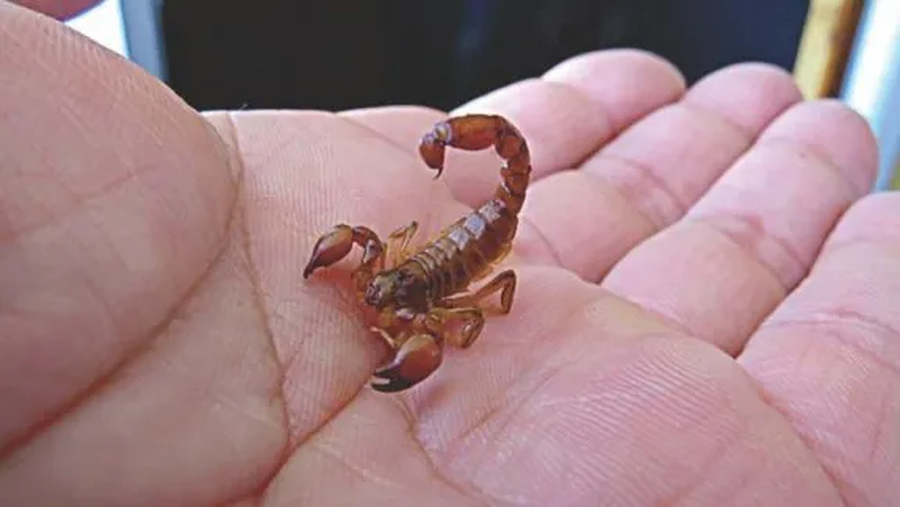 alacranese-gratuitojpg