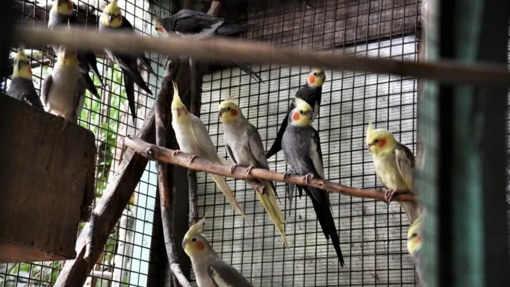 aves_centro_clandestino.jpg_366287663