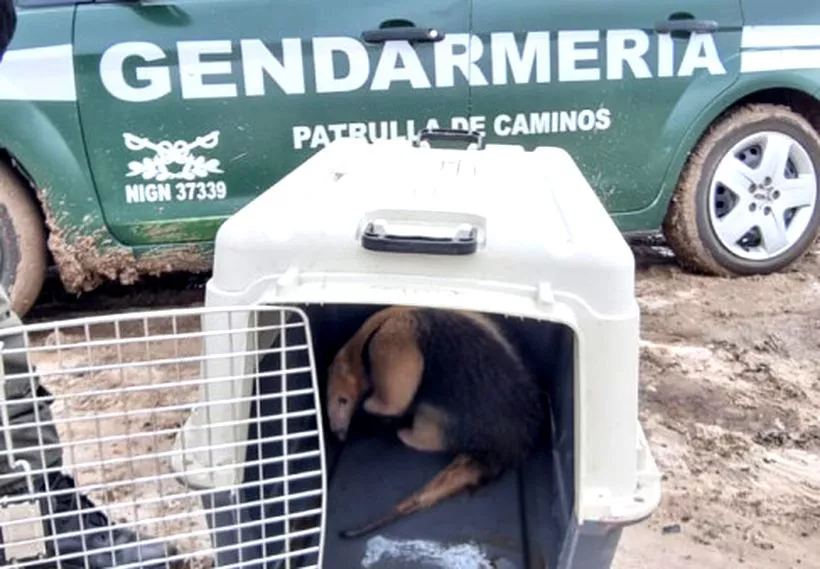 formosa_oso_melero_2