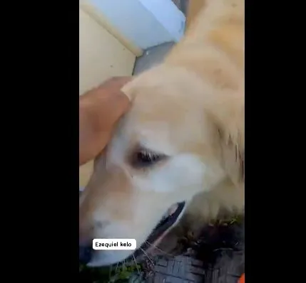 perro 2