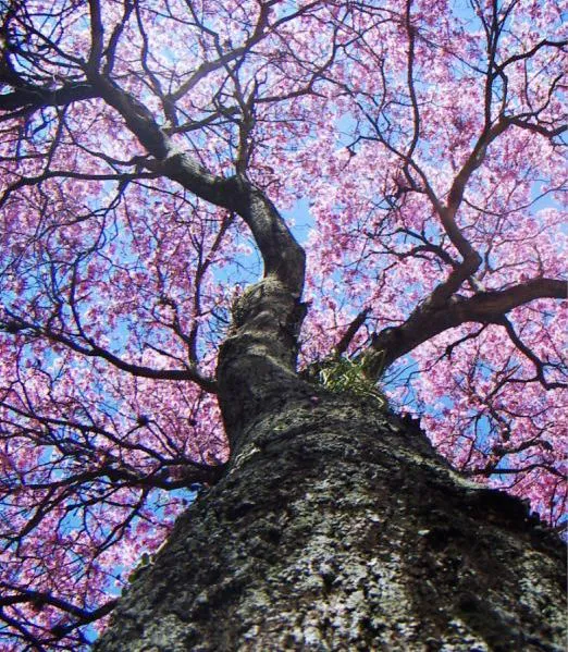 ARBOL