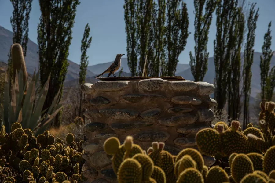 85431-salta-nuevamente-lidera-el-ranking-de-especies-de-aves-observadas-20221012163519