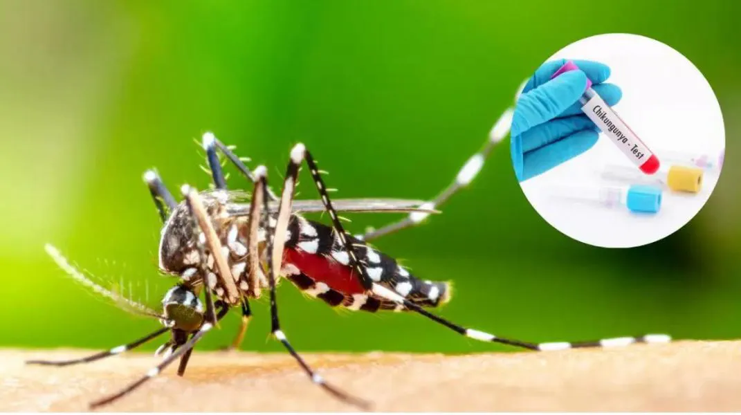 mosquito