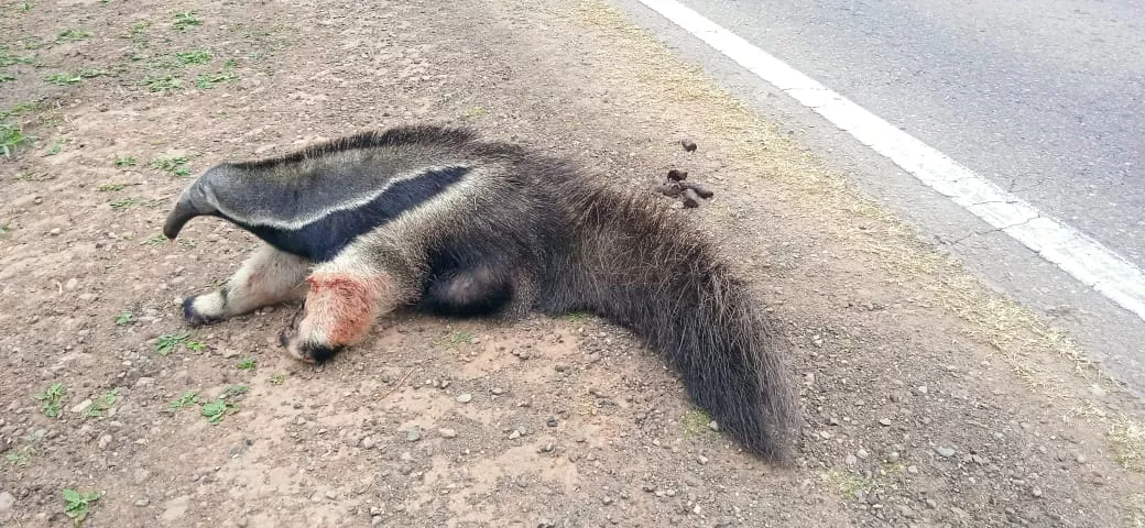 oso hormiguero