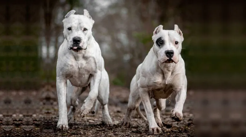 dogoargentino002