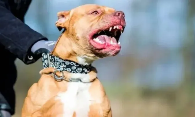 pit