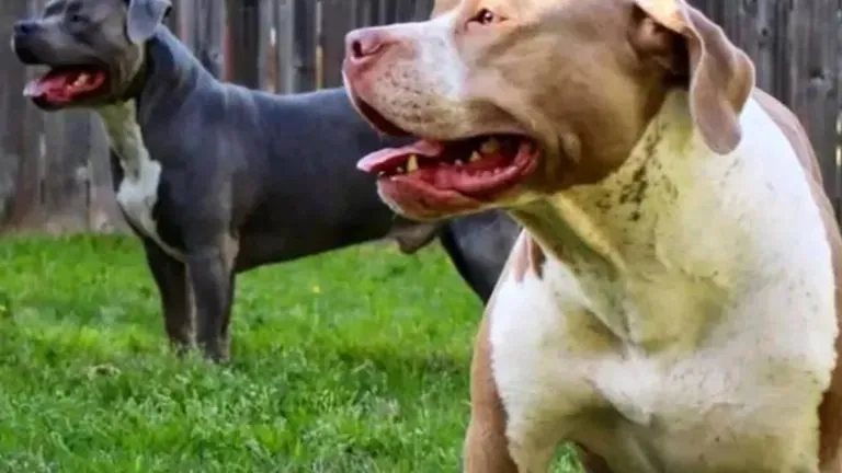 PITBULL