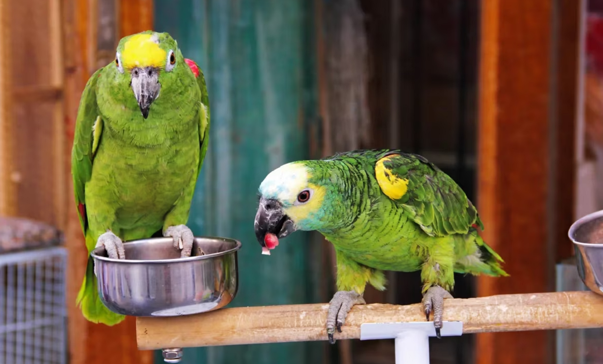 Loro