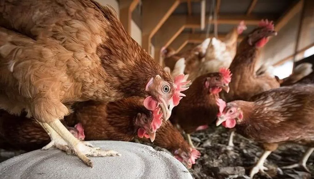gallinas-senasa