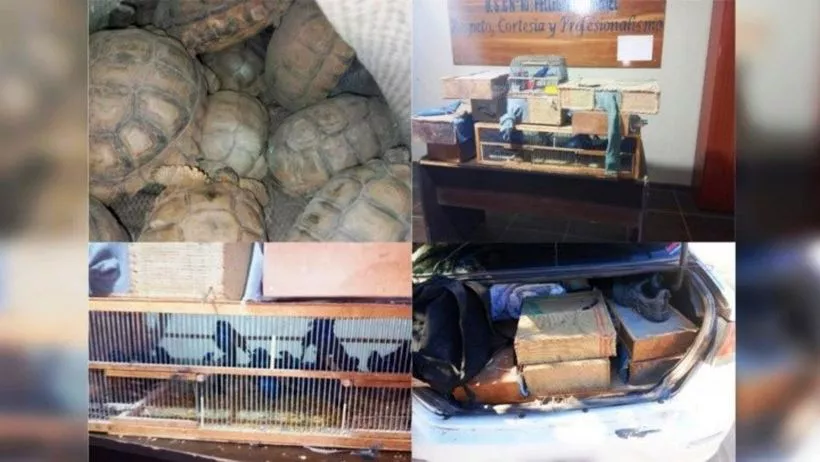 tortugas-control-policial_1.jpg_1833193316