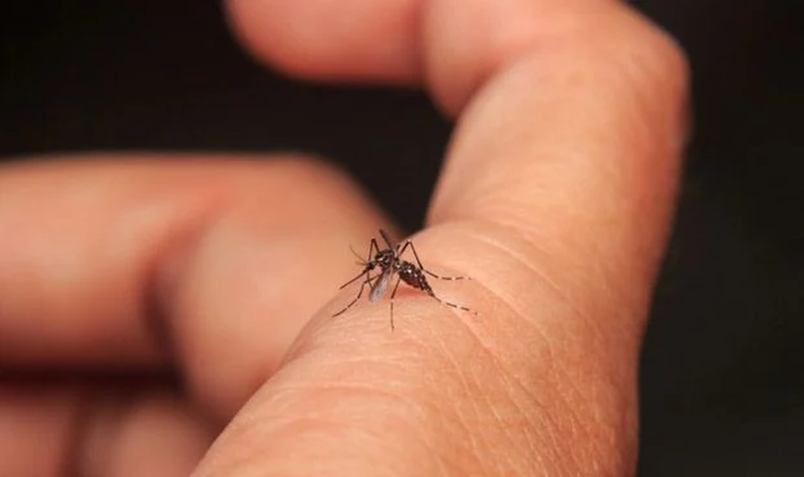 dengue-en-espana-como-detectarlo-sintomas-y-tratamiento-9548