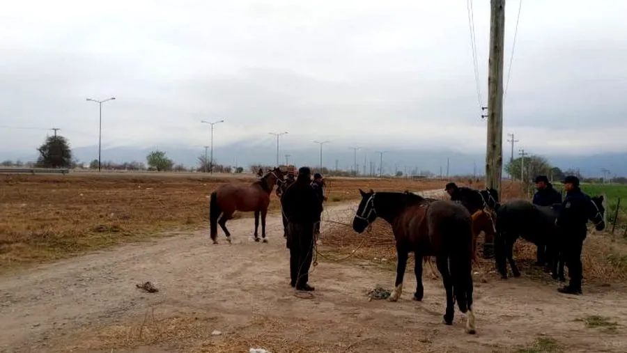 caballos