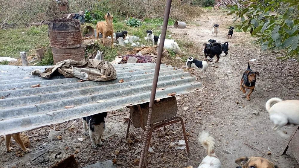 CACHORROS