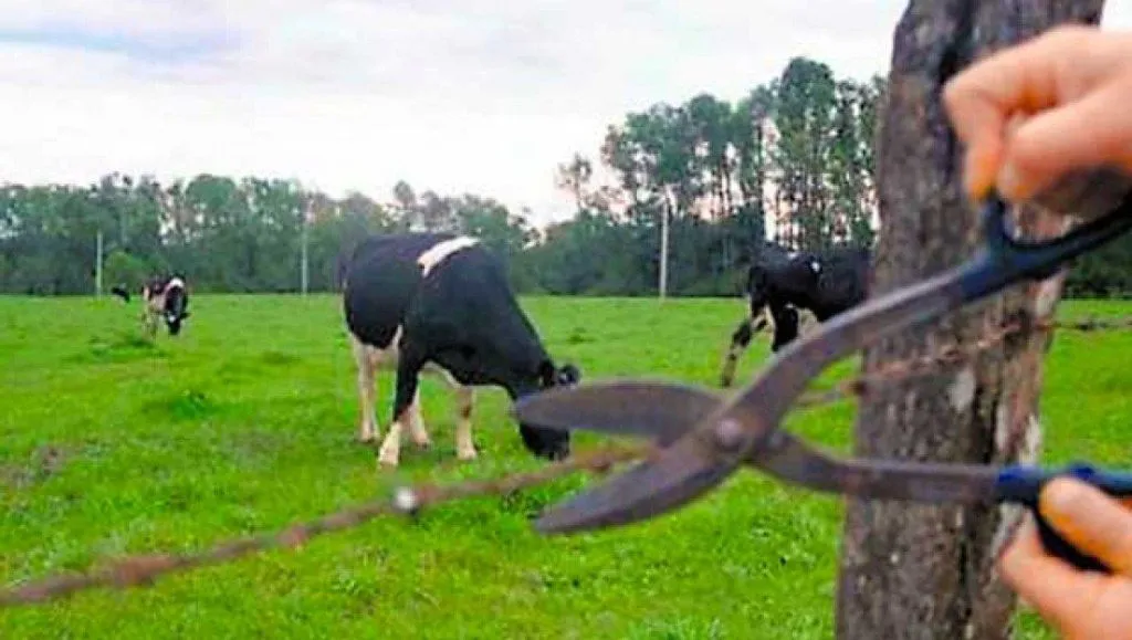 vacas