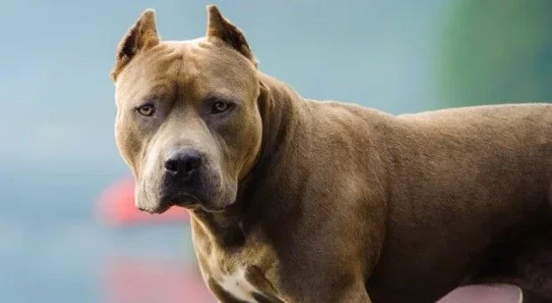 Pitbull