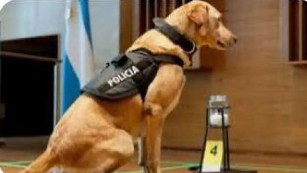 perro 1