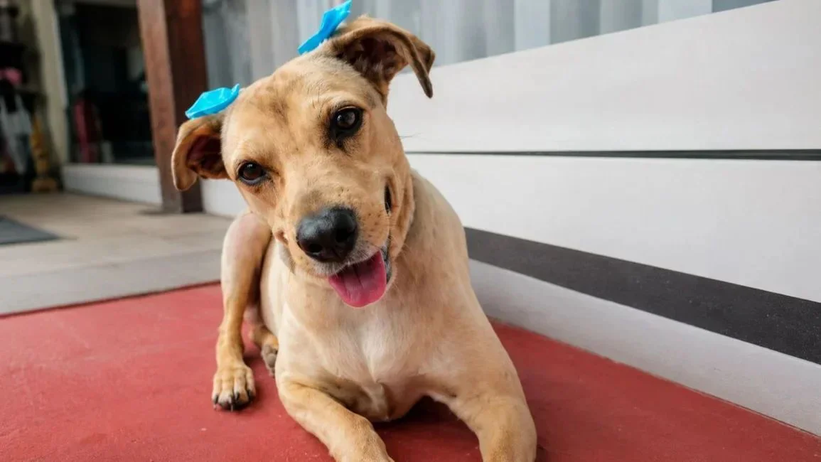 Lola perrita