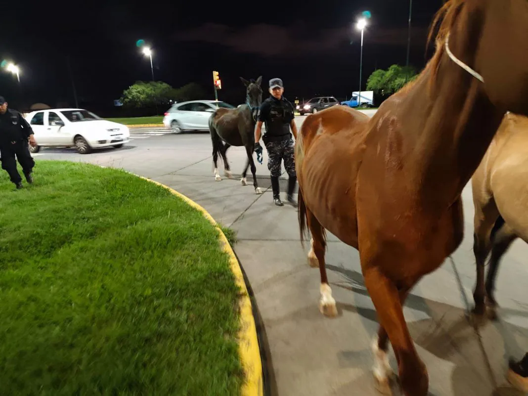 CABALLOS