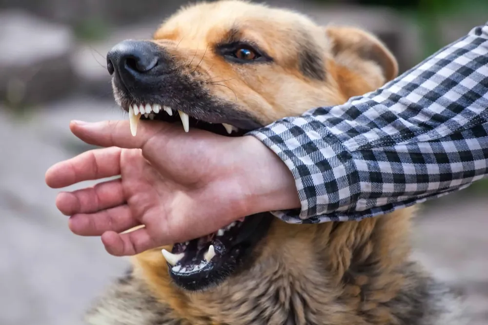 perros