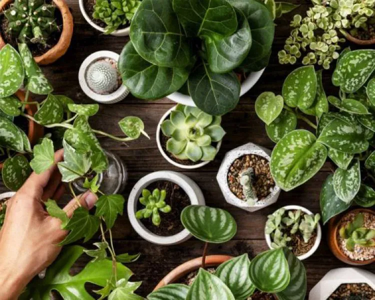 90039-se-realizara-la-primera-expo-feria-flora-insolita-en-el-mercado-artesanal-de-salta-20230608104814