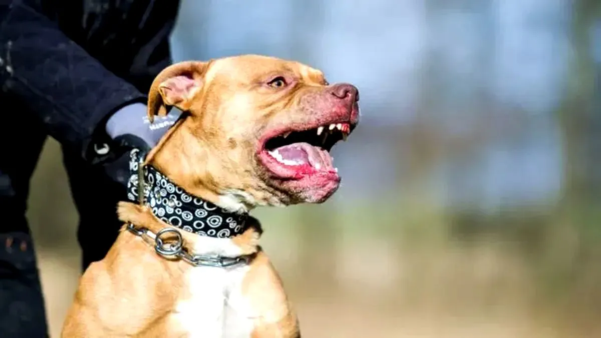 PITBULL