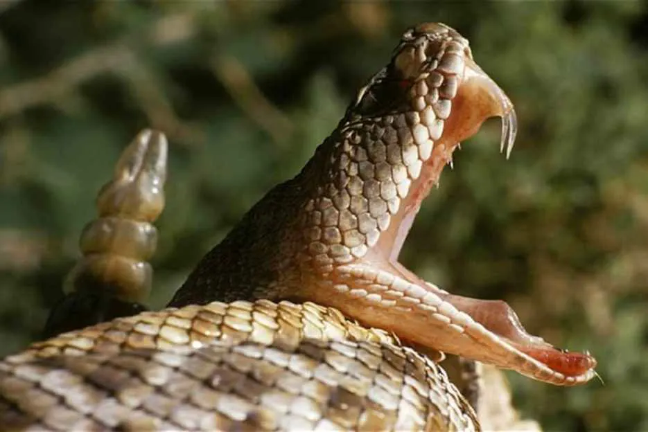 yarará 2