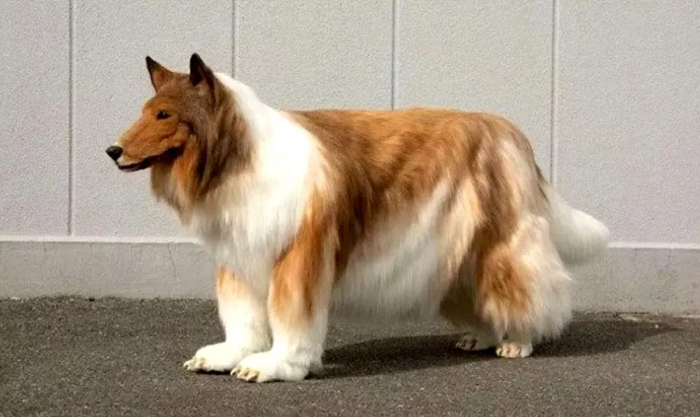 perro