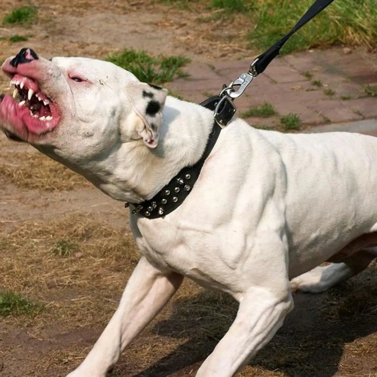pitbull